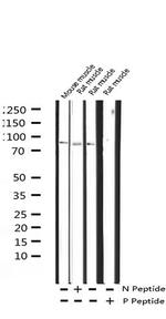 Phospho-Caldesmon (Ser789) Antibody in Western Blot (WB)
