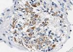 Phospho-BCL-XL (Ser62) Antibody in Immunohistochemistry (Paraffin) (IHC (P))