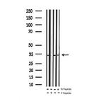 Phospho-BCL-XL (Ser62) Antibody in Western Blot (WB)
