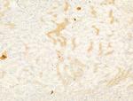 Phospho-Acetyl-CoA Carboxylase (Ser80) Antibody in Immunohistochemistry (Paraffin) (IHC (P))