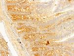 Phospho-Acetyl-CoA Carboxylase (Ser80) Antibody in Immunohistochemistry (Paraffin) (IHC (P))