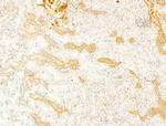 Phospho-Acetyl-CoA Carboxylase (Ser80) Antibody in Immunohistochemistry (Paraffin) (IHC (P))