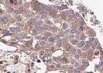Phospho-G3BP1 (Ser232) Antibody in Immunohistochemistry (Paraffin) (IHC (P))