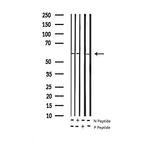 Phospho-G3BP1 (Ser232) Antibody in Western Blot (WB)