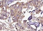 Phospho-IkappaB beta (Ser23) Antibody in Immunohistochemistry (Paraffin) (IHC (P))