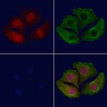 Phospho-SMAD1 (Ser187) Polyclonal Antibody