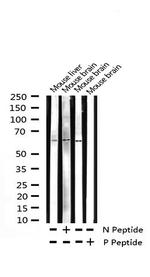Phospho-LKB1 (Thr189) Polyclonal Antibody
