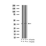 Phospho-Cdc37 (Ser13) Antibody in Western Blot (WB)