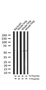 Phospho-PDCD4 (Ser67) Antibody in Western Blot (WB)