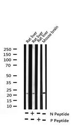 Phospho-BAD (Ser118) Antibody in Western Blot (WB)