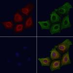 Phospho-SIRT1 (Ser47) Polyclonal Antibody