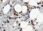 Phospho-Aurora B (Thr232) Antibody in Immunohistochemistry (Paraffin) (IHC (P))