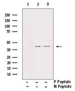 Phospho-Aurora B (Thr232) Antibody in Western Blot (WB)