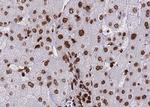 Phospho-HDAC8 (Ser39) Antibody in Immunohistochemistry (Paraffin) (IHC (P))