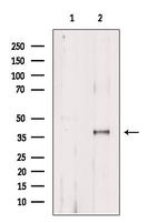Phospho-AMPK beta-1 (Ser181) Antibody in Western Blot (WB)