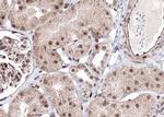 Phospho-AMPK beta-1 (Ser181) Antibody in Immunohistochemistry (Paraffin) (IHC (P))