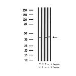 Phospho-AMPK beta-1 (Ser181) Antibody in Western Blot (WB)