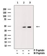 Phospho-IKK gamma (Ser85) Polyclonal Antibody