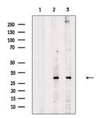 Phospho-DKK1 (Ser140) Polyclonal Antibody