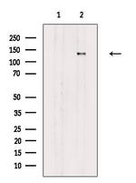 Phospho-PER2 (Ser662) Antibody in Western Blot (WB)