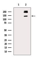 Phospho-PER1 (Ser704) Polyclonal Antibody