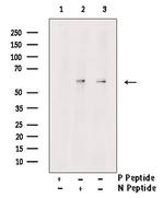 Phospho-Occludin (Thr382 ) Polyclonal Antibody