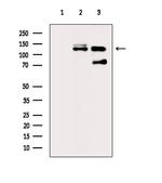 Phospho-MPRIP (Thr542) Polyclonal Antibody