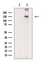 Phospho-TSC1 (Ser505) Antibody in Western Blot (WB)
