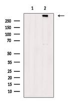 Phospho-RyR3 (Ser160) Polyclonal Antibody
