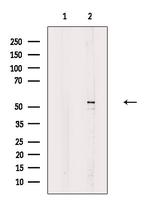 Phospho-MST2 (Ser316) Polyclonal Antibody