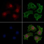 Phospho-WWTR1 (Ser66) Polyclonal Antibody