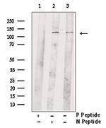 Phospho-WWC1 (Ser947) Polyclonal Antibody