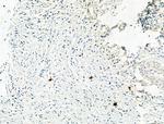 Phospho-NLRP3 (Ser295) Polyclonal Antibody
