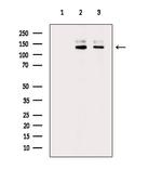 Phospho-SOS1 (Ser1082) Polyclonal Antibody