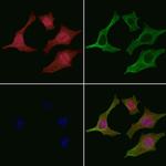 Phospho-GRAP2 (Thr262) Polyclonal Antibody