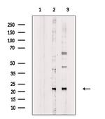 Phospho-SAR1A (Thr139) Polyclonal Antibody
