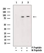 Phospho-TAB2 (Ser450) Polyclonal Antibody