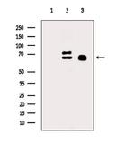 Phospho-NCF2 (Thr223) Antibody in Western Blot (WB)