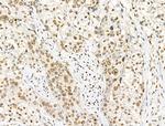 Phospho-Histone H4 (Tyr89) Polyclonal Antibody