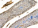 Phospho-Histone H4 (Tyr89) Antibody in Immunohistochemistry (Paraffin) (IHC (P))