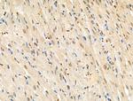 Phospho-Histone H4 (Tyr89) Antibody in Immunohistochemistry (Paraffin) (IHC (P))