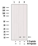 Phospho-Histone H4 (Tyr89) Antibody in Western Blot (WB)