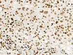 Phospho-Histone H2B (Tyr43) Polyclonal Antibody