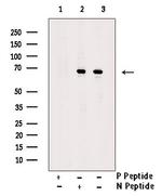 Phospho-IRAK-M (Ser510) Polyclonal Antibody