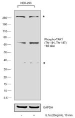 Phospho-TAK1 (Thr184, Thr187) Polyclonal Antibody