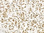 Phospho-ENSA (Ser67) Antibody in Immunohistochemistry (Paraffin) (IHC (P))