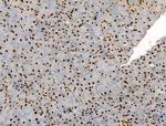 Phospho-ENSA (Ser67) Antibody in Immunohistochemistry (Paraffin) (IHC (P))