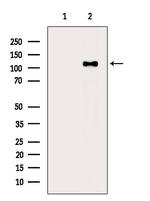 Phospho-ATP1A1 (Tyr10) Polyclonal Antibody