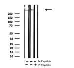 Phospho-MAP2 (Thr1620, Thr1623) Antibody in Western Blot (WB)