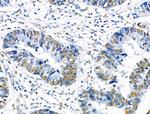 Phospho-SRF (Ser103) Polyclonal Antibody
